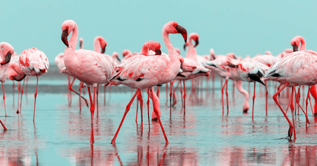 Wild african birds. Group birds of pink african flamingos  walking around the blue lagoon on a sunny day