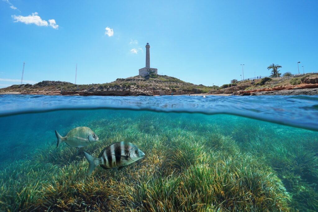 bautismo-de-buceo-en-cabo-de-palos-2-monblu