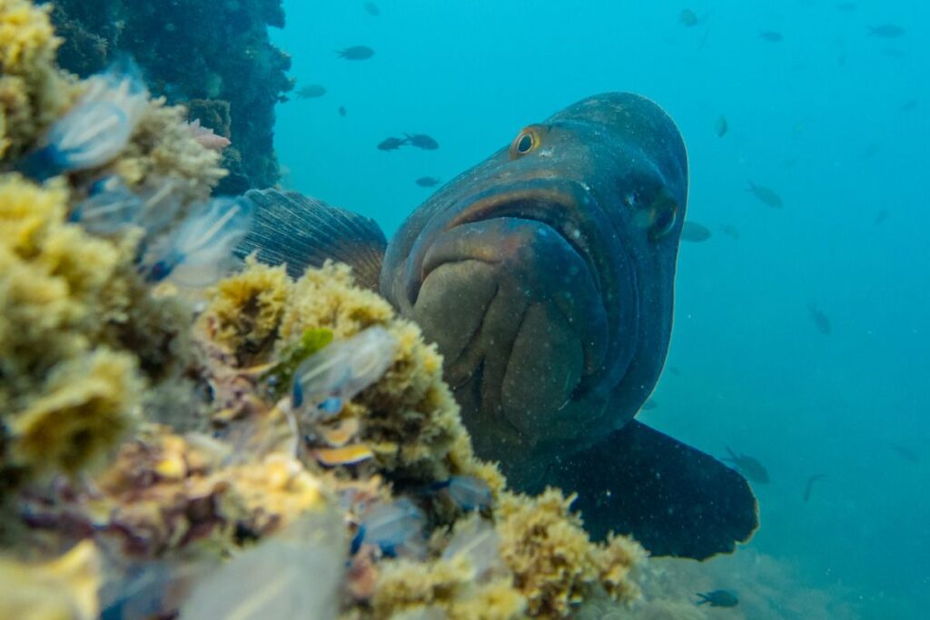 bautismo-de-buceo-en-cabo-de-palos-5-monblu