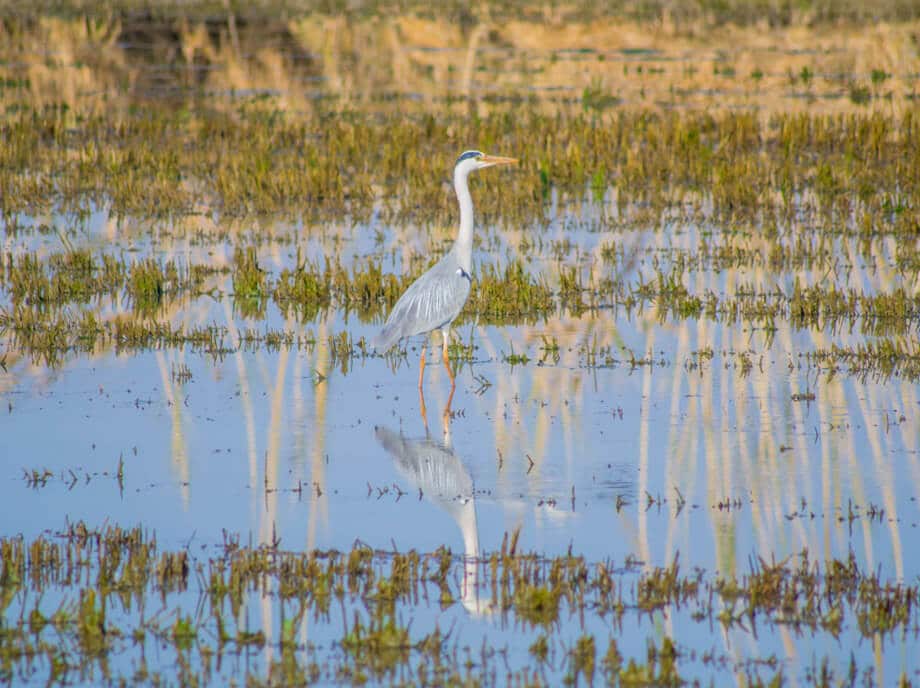 excursion-a-la-albufera-de-valencia-4-monblu